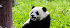 ​大熊猫的特点和爱好是什么