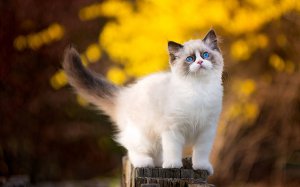 ​猫咪品种