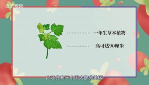 ​苍耳是什么植物