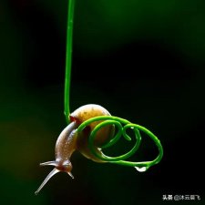 ​怎么判断蜗牛是否活着（蜗牛的特点和生活特征简介）