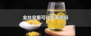 ​金丝皇菊可以天天喝吗