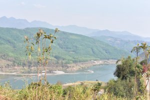 ​昔归茶产地在哪里（昔归茶有什么特别之处）
