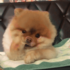 ​小型犬的品种大全及名字（中小型犬品种大全及图片）
