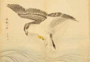 ​雎鸠是什么意思