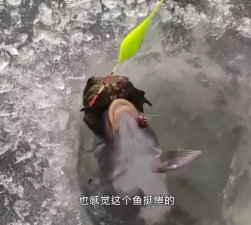 ​金蟾抱鲤为什么（冰钓喜获金蟾抱鲤）