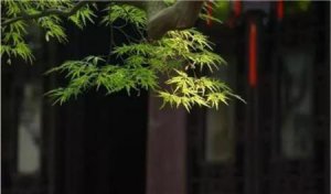 ​苏轼的临江仙是在什么样的情况下写的(临江仙 苏轼抒发了作者怎样的情怀)