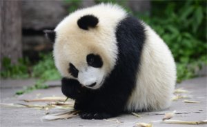 ​原来熊猫也有平替 关爱大熊猫有多么重要？