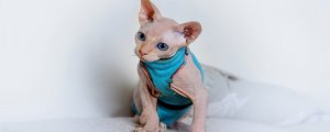 ​没有毛的猫叫什么名字