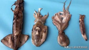​八爪鱼和鱿鱼的区别(八爪鱼和鱿鱼的区别在哪里)