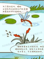 ​蜻蜓点水的意思(蜻蜓点水的意思是什么男女)