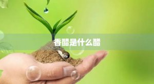 ​香醋是什么醋(香醋是食醋吗)