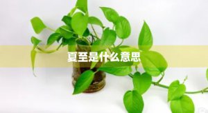 ​夏至是什么意思(芒种夏至是什么意思)