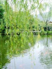 ​和风对什么(和风对什么对对子答案)