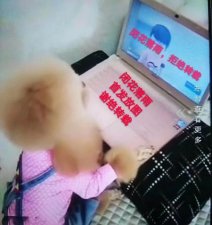 ​泰迪为什么黏人(泰迪狗为什么那么粘人)