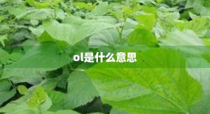 ​ol是什么意思(oa是什么意思)