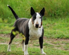 ​世界十大最危险猛犬（世界上最凶猛的十大恶犬排名）