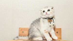 ​小猫吃什么