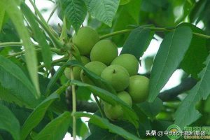 ​核桃什么时候成熟(怀柔核桃什么时候成熟)
