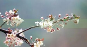 ​寸有所短(什么寸有所短)
