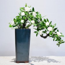 ​五月的花有什么开得最好看（这6种5月开花的植物介绍）