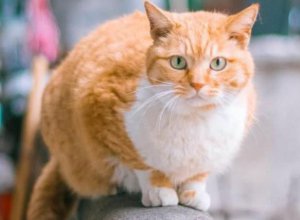 ​最大的猫是什么品种图片（盘点体型最大的7种猫）
