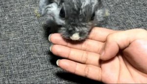 ​兔子吃自己的粪便怎么回事（宠物兔吃自己的大便原因）