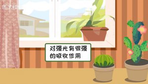 ​防辐射植物