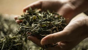 ​水仙茶是凉性还是热性