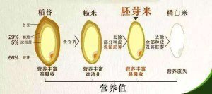 ​玄米是什么米