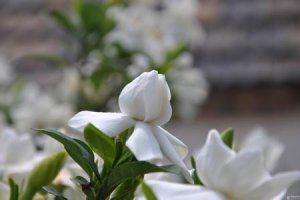 ​栀子花的花语是什么