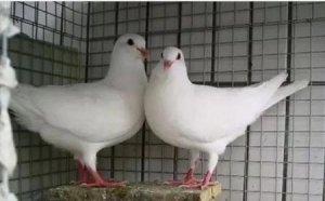 ​养鸽子赚钱吗(养殖肉鸽子一年能挣多少钱)
