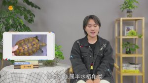 ​日本石龟怎么养