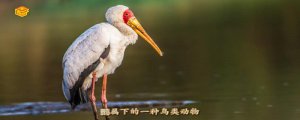 ​朱鹮是几级保护动物