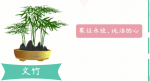 ​文竹花语