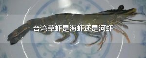​台湾草虾是海虾还是河虾