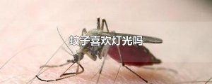 ​蚊子喜欢灯光吗