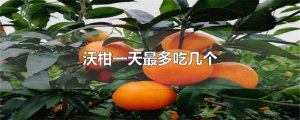 ​沃柑一天最多吃几个