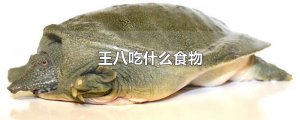 ​王八吃什么食物
