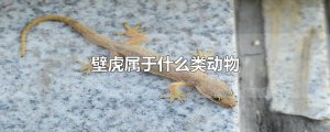 ​壁虎属于什么类动物
