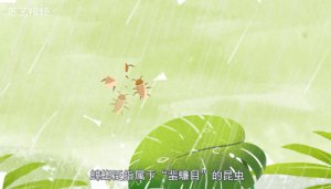 ​蟑螂怕什么