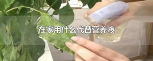 ​在家用什么代替营养液