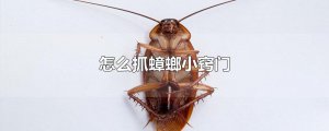 ​怎么抓蟑螂小窍门