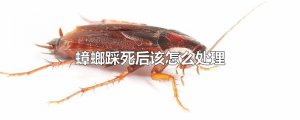 ​蟑螂踩死后该怎么处理