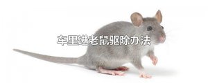 ​车里进老鼠驱除办法