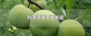 ​吃李子要不要去皮