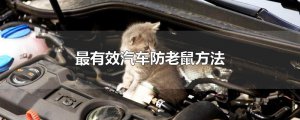 ​最有效汽车防老鼠方法