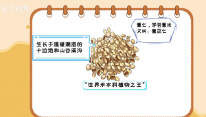 ​薏仁是什么