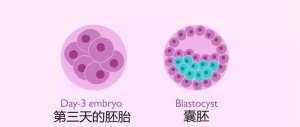 ​囊胚等级(囊胚等级划分图)