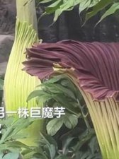 ​吃人的植物(吃人的植物电影)