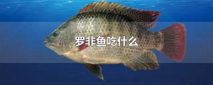 ​罗非鱼吃什么